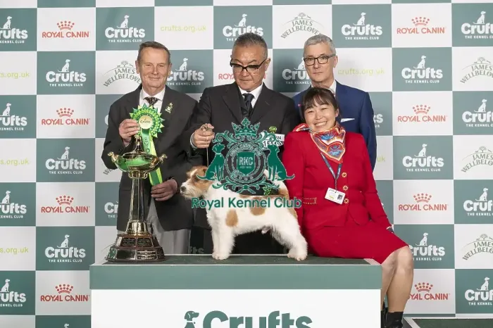 Framed Print : D-C-D-0-1-9-0 Crufts 2024 NEC Birmingham Terrier Framed Print : D-C-D-0-1-9-0 Crufts 2024 NEC Birmingham Terrier