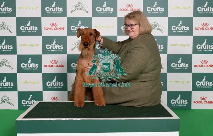 Framed Print : D-C-D-0-1-9-0 Crufts 2024 NEC Birmingham Terrier Framed Print : D-C-D-0-1-9-0 Crufts 2024 NEC Birmingham Terrier