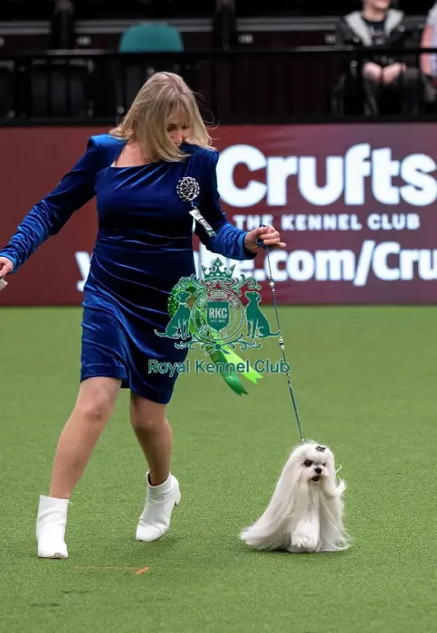 Framed Print : D-C-D-0-1-9-0 Crufts 2024 NEC Birmingham Toy