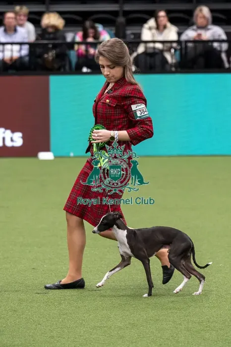 Framed Print : D-C-D-0-1-9-0 Crufts 2024 NEC Birmingham Toy Framed Print : D-C-D-0-1-9-0 Crufts 2024 NEC Birmingham Toy