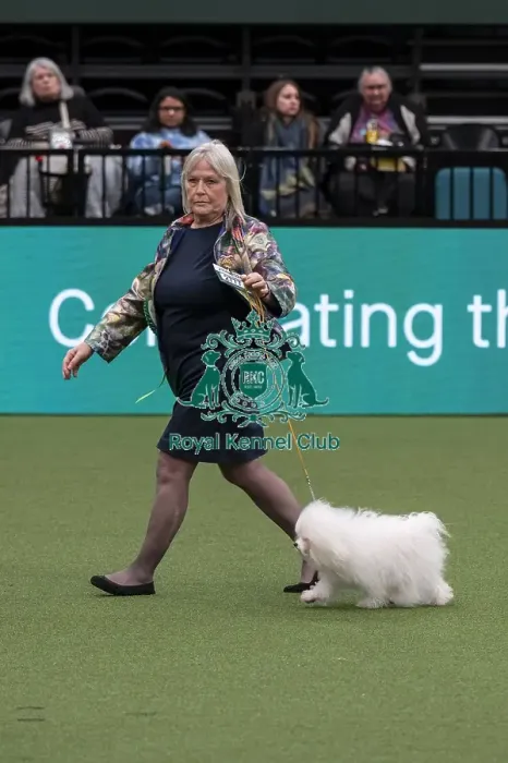 Framed Print : D-C-D-0-1-9-0 Crufts 2024 NEC Birmingham Toy Framed Print : D-C-D-0-1-9-0 Crufts 2024 NEC Birmingham Toy