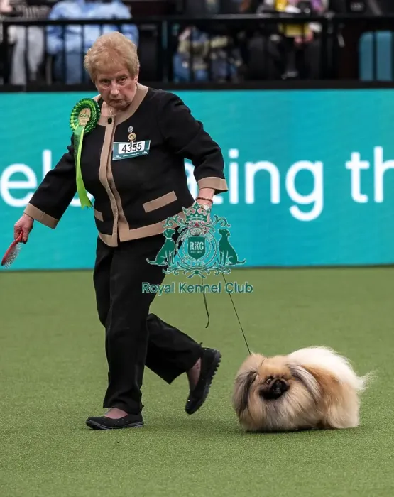 Framed Print : D-C-D-0-1-9-0 Crufts 2024 NEC Birmingham Toy