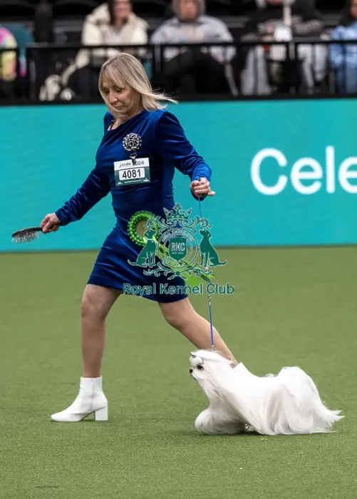 Framed Print : D-C-D-0-1-9-0 Crufts 2024 NEC Birmingham Toy