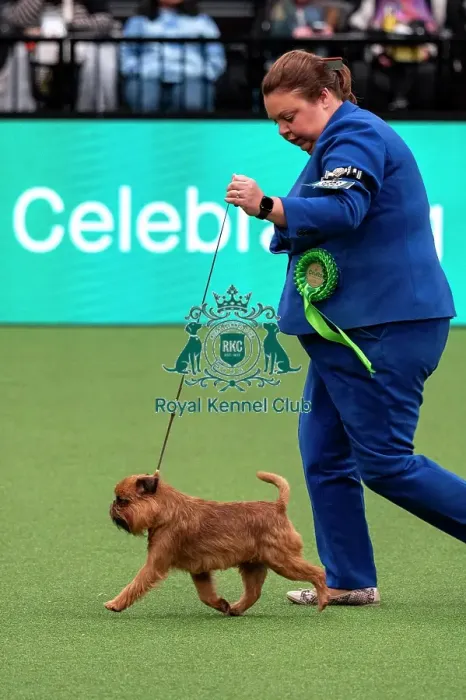 Framed Print : D-C-D-0-1-9-0 Crufts 2024 NEC Birmingham Toy