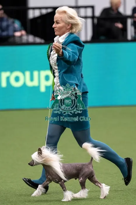 Framed Print : D-C-D-0-1-9-0 Crufts 2024 NEC Birmingham Toy
