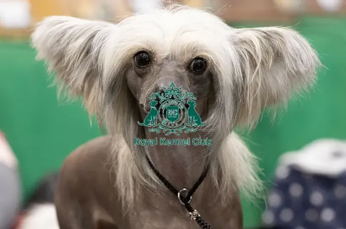 Framed Print : D-C-D-0-1-9-0 Crufts 2024 NEC Birmingham Toy Framed Print : D-C-D-0-1-9-0 Crufts 2024 NEC Birmingham Toy
