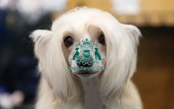 Framed Print : D-C-D-0-1-9-0 Crufts 2024 NEC Birmingham Toy Framed Print : D-C-D-0-1-9-0 Crufts 2024 NEC Birmingham Toy
