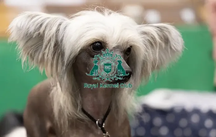 Framed Print : D-C-D-0-1-9-0 Crufts 2024 NEC Birmingham Toy Framed Print : D-C-D-0-1-9-0 Crufts 2024 NEC Birmingham Toy
