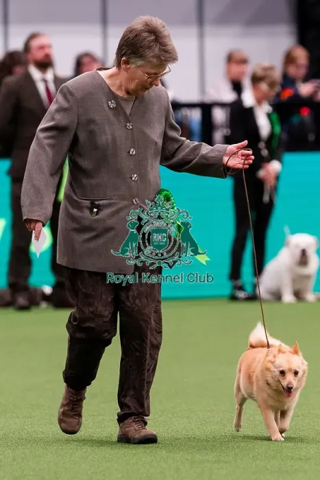 Framed Print : D-C-D-0-1-9-0 Crufts 2024 NEC Birmingham Utility Framed Print : D-C-D-0-1-9-0 Crufts 2024 NEC Birmingham Utility