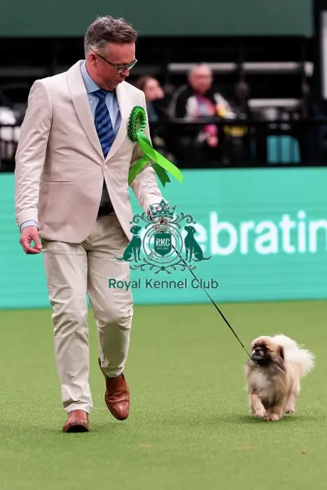 Framed Print : D-C-D-0-1-9-0 Crufts 2024 NEC Birmingham Utility