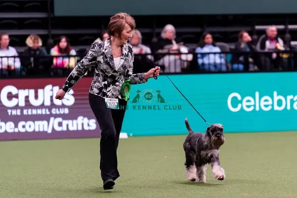 D-C-D-0-1-9-0 Crufts 2024 NEC Birmingham Art Prints