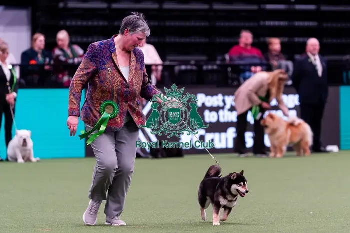 Framed Print : D-C-D-0-1-9-0 Crufts 2024 NEC Birmingham Utility Framed Print : D-C-D-0-1-9-0 Crufts 2024 NEC Birmingham Utility