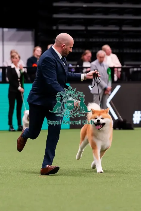 Framed Print : D-C-D-0-1-9-0 Crufts 2024 NEC Birmingham Utility Framed Print : D-C-D-0-1-9-0 Crufts 2024 NEC Birmingham Utility