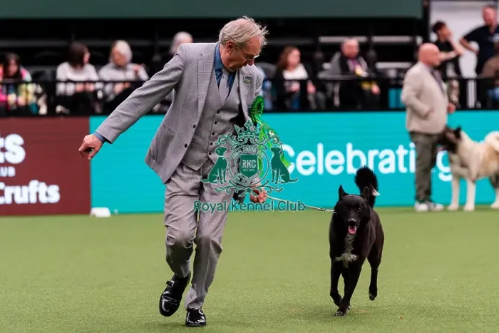 Framed Print : D-C-D-0-1-9-0 Crufts 2024 NEC Birmingham Utility Framed Print : D-C-D-0-1-9-0 Crufts 2024 NEC Birmingham Utility