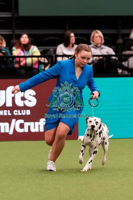 Framed Print : D-C-D-0-1-9-0 Crufts 2024 NEC Birmingham Utility