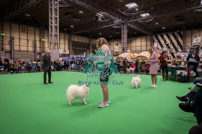 Framed Print : D-C-D-0-1-9-0 Crufts 2024 NEC Birmingham Utility