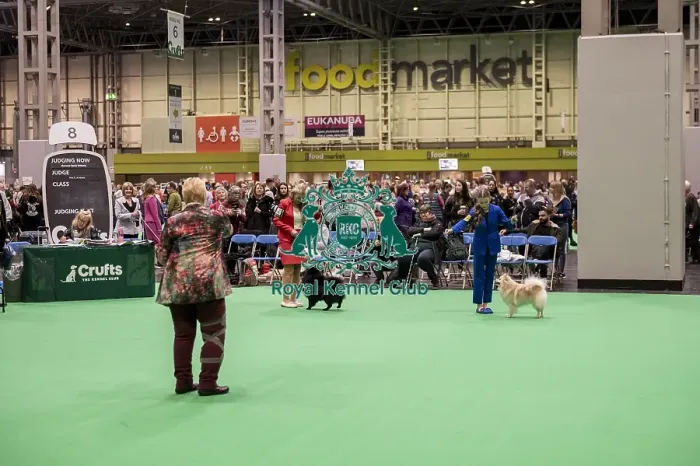 Framed Print : D-C-D-0-1-9-0 Crufts 2024 NEC Birmingham Utility Framed Print : D-C-D-0-1-9-0 Crufts 2024 NEC Birmingham Utility