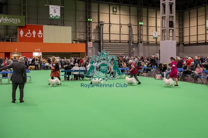Framed Print : D-C-D-0-1-9-0 Crufts 2024 NEC Birmingham Utility
