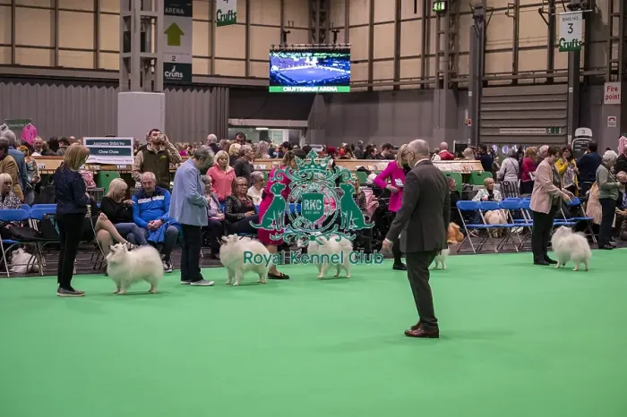 Framed Print : D-C-D-0-1-9-0 Crufts 2024 NEC Birmingham Utility Framed Print : D-C-D-0-1-9-0 Crufts 2024 NEC Birmingham Utility