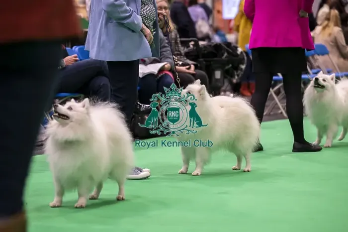 Framed Print : D-C-D-0-1-9-0 Crufts 2024 NEC Birmingham Utility Framed Print : D-C-D-0-1-9-0 Crufts 2024 NEC Birmingham Utility
