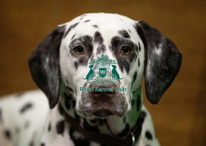Framed Print : D-C-D-0-1-9-0 Crufts 2024 NEC Birmingham Utility Framed Print : D-C-D-0-1-9-0 Crufts 2024 NEC Birmingham Utility