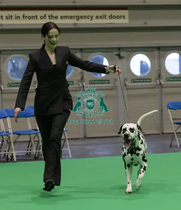 Framed Print : D-C-D-0-1-9-0 Crufts 2024 NEC Birmingham Utility Framed Print : D-C-D-0-1-9-0 Crufts 2024 NEC Birmingham Utility
