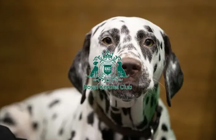 Framed Print : D-C-D-0-1-9-0 Crufts 2024 NEC Birmingham Utility Framed Print : D-C-D-0-1-9-0 Crufts 2024 NEC Birmingham Utility