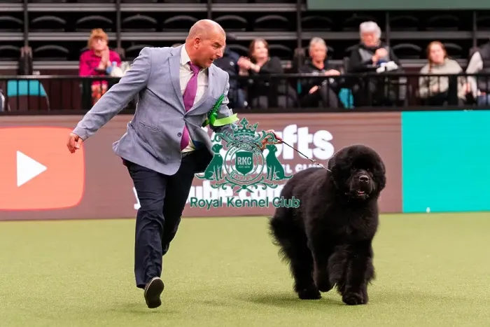 Framed Print : D-C-D-0-1-9-0 Crufts 2024 NEC Birmingham Working Framed Print : D-C-D-0-1-9-0 Crufts 2024 NEC Birmingham Working