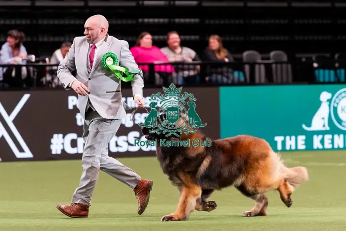 Framed Print : D-C-D-0-1-9-0 Crufts 2024 NEC Birmingham Working