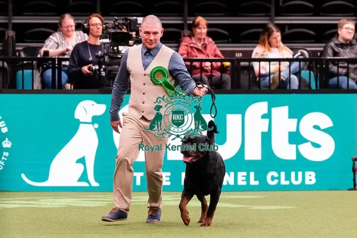 Framed Print : D-C-D-0-1-9-0 Crufts 2024 NEC Birmingham Working