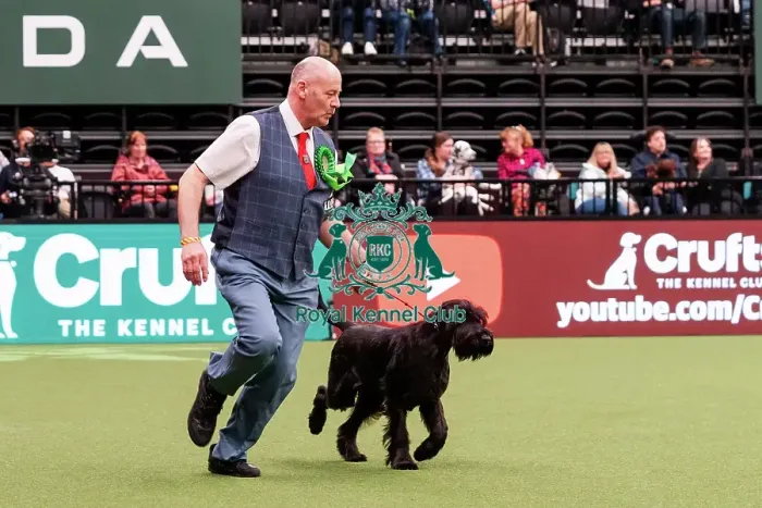 Framed Print : D-C-D-0-1-9-0 Crufts 2024 NEC Birmingham Working