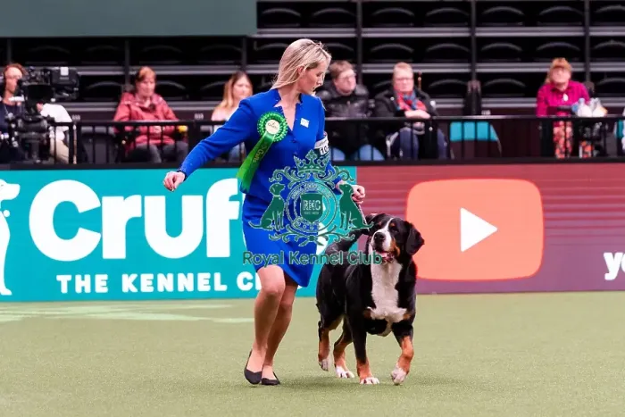 Framed Print : D-C-D-0-1-9-0 Crufts 2024 NEC Birmingham Working Framed Print : D-C-D-0-1-9-0 Crufts 2024 NEC Birmingham Working