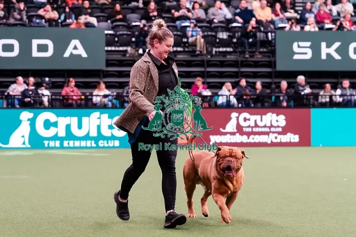 Framed Print : D-C-D-0-1-9-0 Crufts 2024 NEC Birmingham Working Framed Print : D-C-D-0-1-9-0 Crufts 2024 NEC Birmingham Working