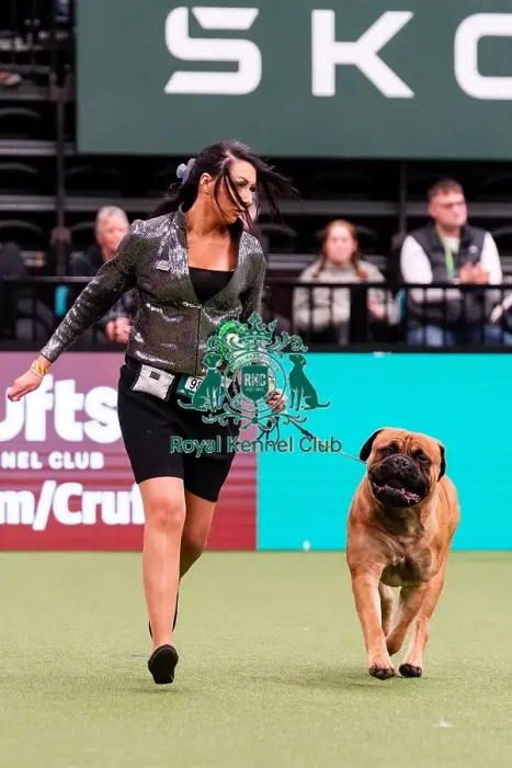 Framed Print : D-C-D-0-1-9-0 Crufts 2024 NEC Birmingham Working Framed Print : D-C-D-0-1-9-0 Crufts 2024 NEC Birmingham Working