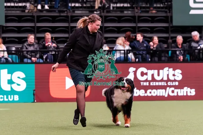 Framed Print : D-C-D-0-1-9-0 Crufts 2024 NEC Birmingham Working Framed Print : D-C-D-0-1-9-0 Crufts 2024 NEC Birmingham Working