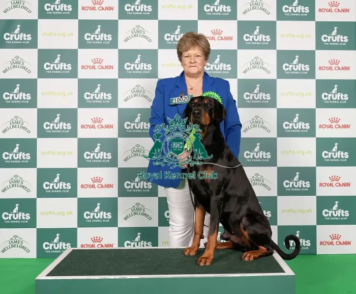 Framed Print : D-C-D-0-1-9-0 Crufts 2024 NEC Birmingham Working Framed Print : D-C-D-0-1-9-0 Crufts 2024 NEC Birmingham Working