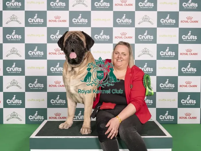 Framed Print : D-C-D-0-1-9-0 Crufts 2024 NEC Birmingham Working Framed Print : D-C-D-0-1-9-0 Crufts 2024 NEC Birmingham Working
