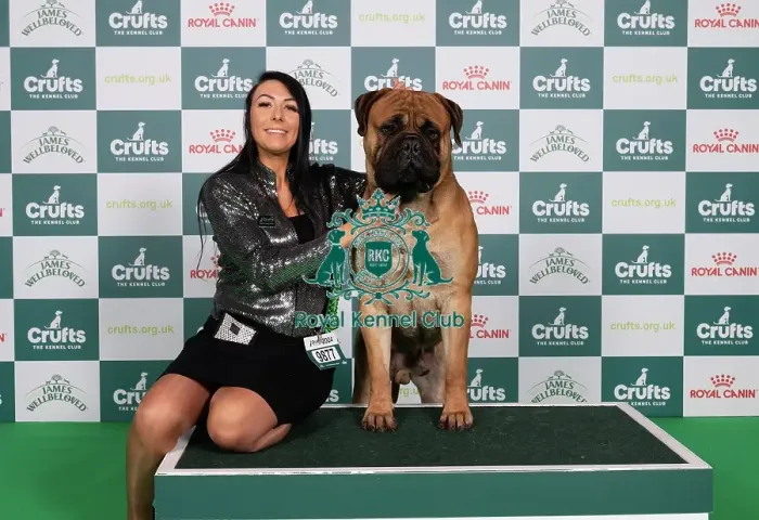Framed Print : D-C-D-0-1-9-0 Crufts 2024 NEC Birmingham Working Framed Print : D-C-D-0-1-9-0 Crufts 2024 NEC Birmingham Working