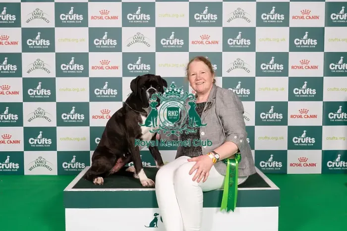 Framed Print : D-C-D-0-1-9-0 Crufts 2024 NEC Birmingham Working Framed Print : D-C-D-0-1-9-0 Crufts 2024 NEC Birmingham Working