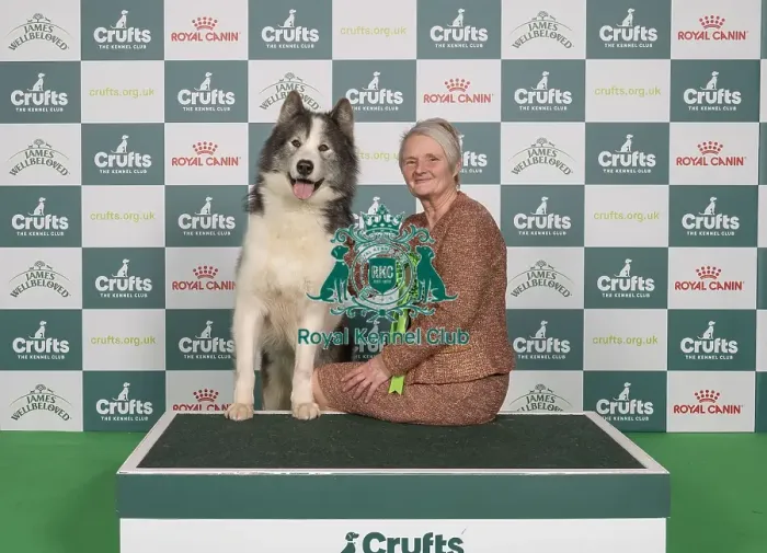 Framed Print : D-C-D-0-1-9-0 Crufts 2024 NEC Birmingham Working Framed Print : D-C-D-0-1-9-0 Crufts 2024 NEC Birmingham Working
