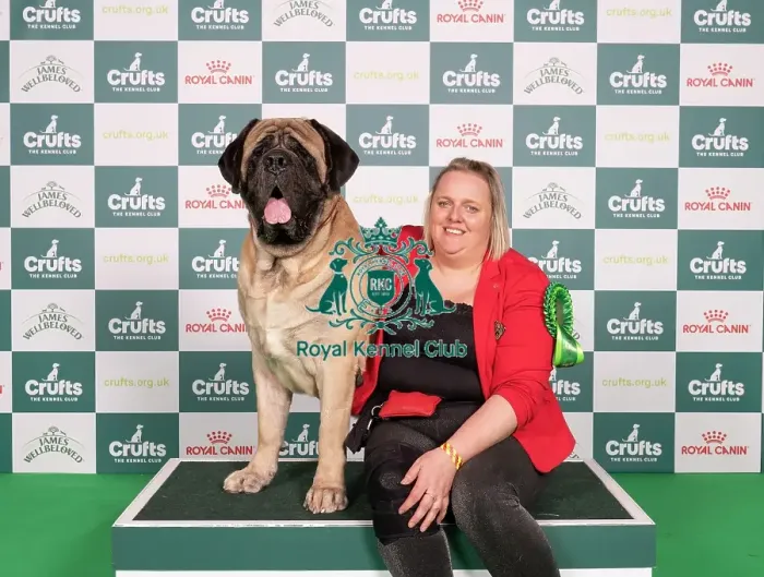 Framed Print : D-C-D-0-1-9-0 Crufts 2024 NEC Birmingham Working Framed Print : D-C-D-0-1-9-0 Crufts 2024 NEC Birmingham Working
