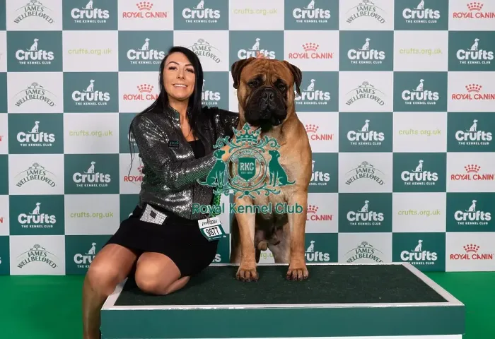 Framed Print : D-C-D-0-1-9-0 Crufts 2024 NEC Birmingham Working Framed Print : D-C-D-0-1-9-0 Crufts 2024 NEC Birmingham Working