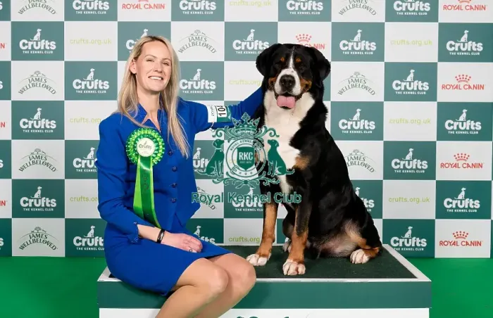Framed Print : D-C-D-0-1-9-0 Crufts 2024 NEC Birmingham Working Framed Print : D-C-D-0-1-9-0 Crufts 2024 NEC Birmingham Working