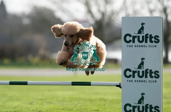 Framed Print : D-C-D-0-1-9-0 Crufts 2024 Poodle (Standard) Reuben Framed Print : D-C-D-0-1-9-0 Crufts 2024 Poodle (Standard) Reuben