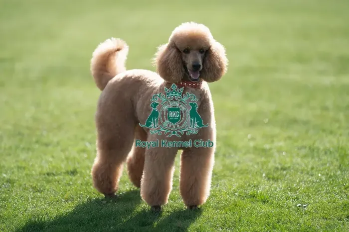 Framed Print : D-C-D-0-1-9-0 Crufts 2024 Reuben Poodle (Standard) Framed Print : D-C-D-0-1-9-0 Crufts 2024 Reuben Poodle (Standard)
