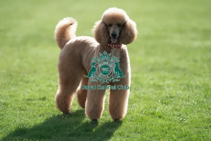 Framed Print : D-C-D-0-1-9-0 Crufts 2024 Reuben Poodle (Standard)