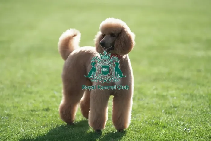 Framed Print : D-C-D-0-1-9-0 Crufts 2024 Reuben Poodle (Standard)