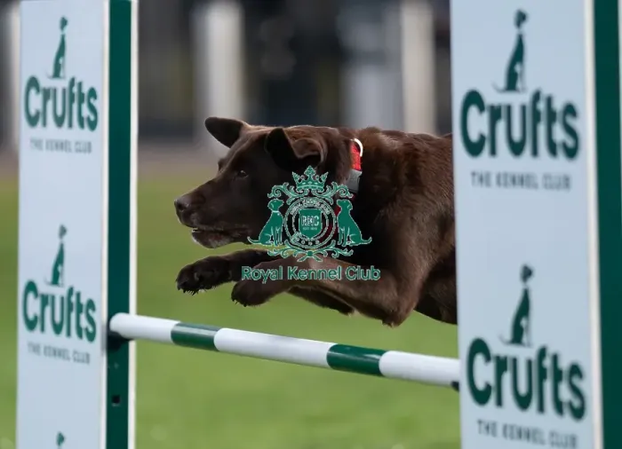 Framed Print : D-C-D-0-1-9-0 Crufts 2024 Saffi Retriever (Labrador)