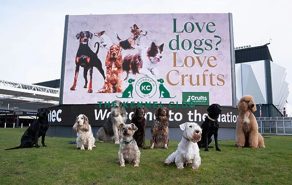 D-C-D-0-1-9-0 Crufts 2024 Sealyham Terrier Irish Wolfhound