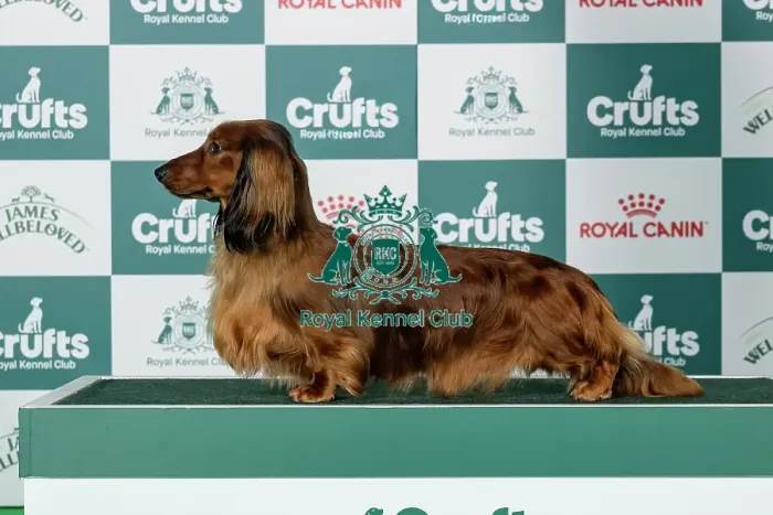 Framed Print : Dachshund (Long-Haired) Best of Breed Crufts 2026 Framed Print : Dachshund (Long-Haired) Best of Breed Crufts 2026